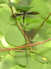 Megarhyssa atrata