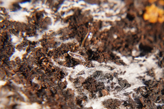 Enchytraeidae