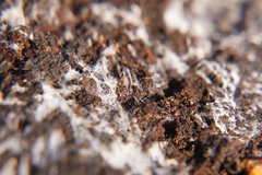 Enchytraeidae