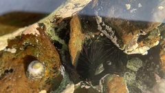 Stomopneustes variolaris