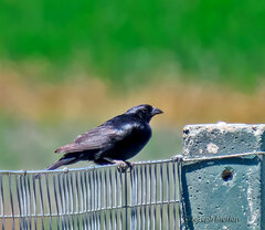 Molothrus rufoaxillaris