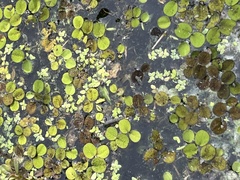 Salvinia minima