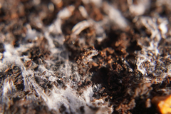 Enchytraeidae