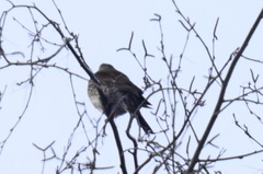 Turdus pilaris