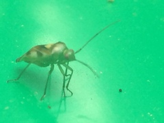 Tuicoris excelsus
