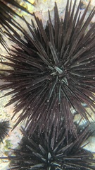 Stomopneustes variolaris