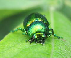 Chrysolina fastuosa