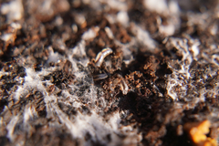 Enchytraeidae