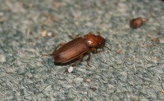 Harpalus erraticus