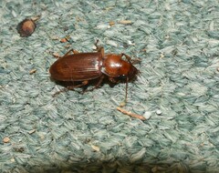Harpalus erraticus