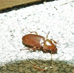 Harpalus erraticus