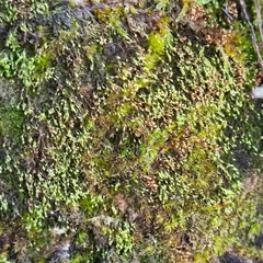 Blindiadelphus recurvatus