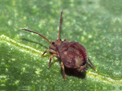 Dicyrtomina