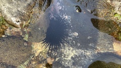 Stomopneustes variolaris