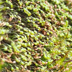 Blindiadelphus recurvatus