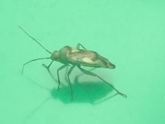 Tuicoris excelsus