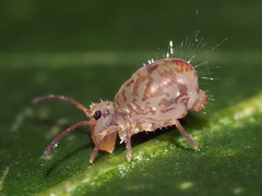 Dicyrtomina