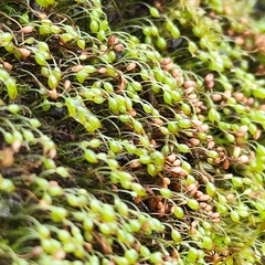 Blindiadelphus recurvatus