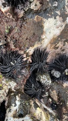 Stomopneustes variolaris