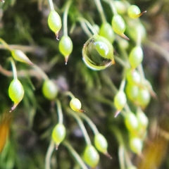 Blindiadelphus recurvatus