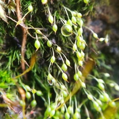 Blindiadelphus recurvatus