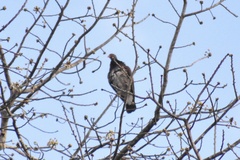 Patagioenas speciosa