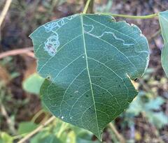 Caloptilia triadicae