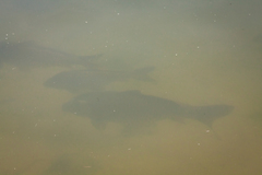 Cyprinus carpio