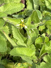 Calyptocarpus vialis