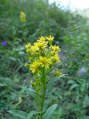 Solidago dahurica