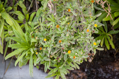 Pulicaria paludosa