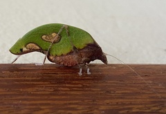 Pycnopalpa bicordata