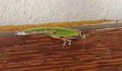 Pycnopalpa bicordata