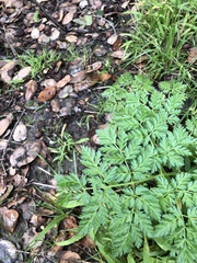Anthriscus caucalis