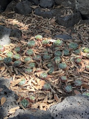 Echeveria secunda