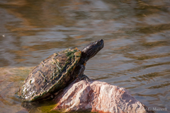 Trachemys scripta elegans