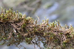 Forsstroemia trichomitria