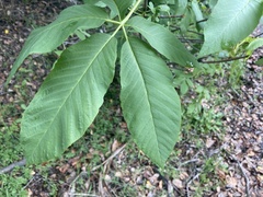 Aesculus californica