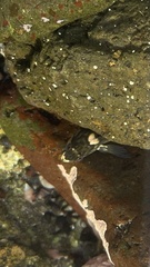 Microlipophrys caboverdensis