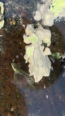 Microlipophrys caboverdensis