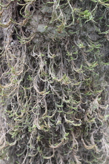 Forsstroemia trichomitria