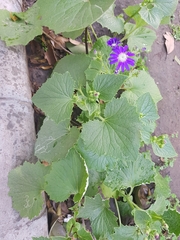 Pericallis webbii