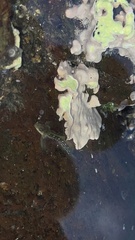 Microlipophrys caboverdensis