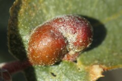 Andricus reticulatus