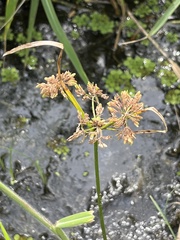 Cyperus surinamensis