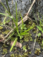 Cyperus surinamensis