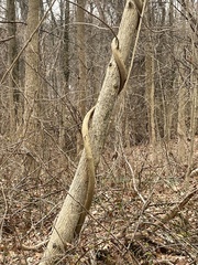 Wisteria floribunda