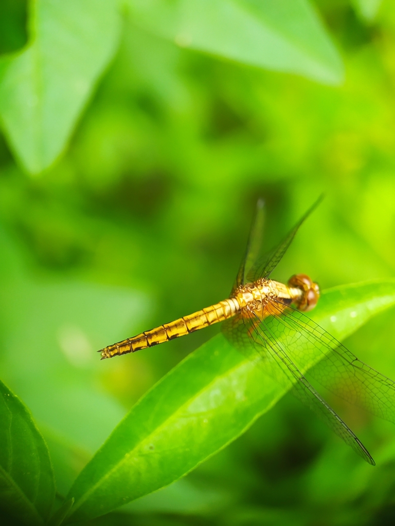 Erythrodiplax melanorubra
