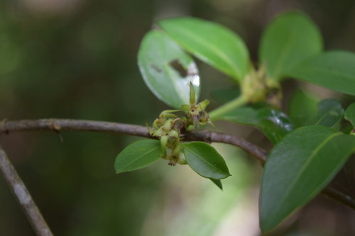 Chiococca motleyana (Chiococca motleyana)