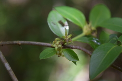 Snowberry (Chiococca motleyana)